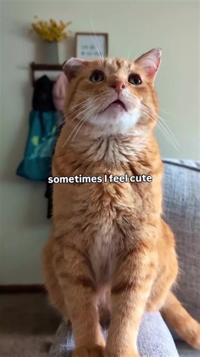 Understanding Orange Cat Behavior: Why They Bite