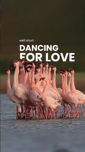 Why Flamingos Dance in Perfect Sync During Mating Season
