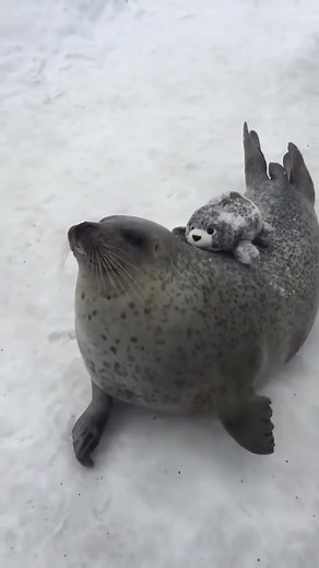 Cómo amar a los animales: Descubre la ternura de las focas y pandas rojos