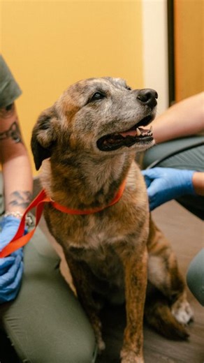 Did you know? Canine influenza (AKA dog flu) is a super contagious respiratory disease that can make your dog really sick. Dog parks, boarding and daycare facilities are common places for them to catch it. Like the human flu, the symptoms can range from mild to severe, so it’s important to help protect your furball! 🛡️ The best and easiest way is with the canine influenza vaccine. While it won’t always prevent infection, it can help decrease the severity of it. 💉 Talk to your vet about the can