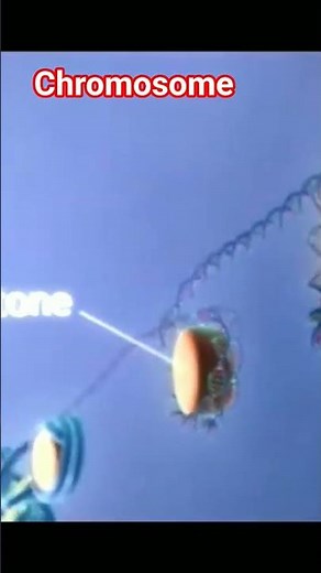 Chromosome Chromatin and Nucleosome.