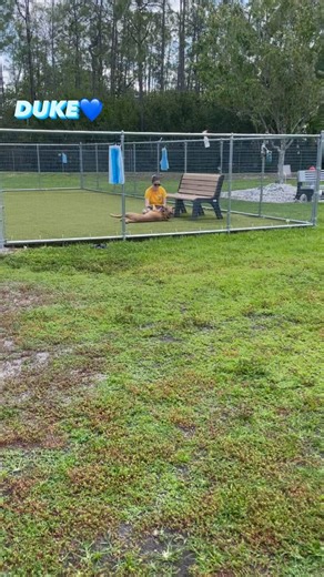 39 reactions | Looking to make summer plans? We need dog loving volunteers to help walk dogs, clean kennels, and give love. Join the #CollierDAS volunteer team and hang out with our pawsome pups. #adopt #volunteer Featured: #CollierDASvolunteer Ashley and #adoptable DUKE www.collierpets.com (Naples, FL) | Collier DAS Dogs -by volunteers | Facebook