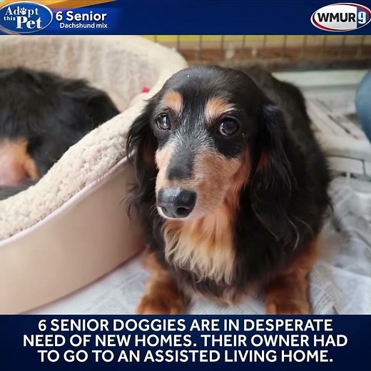 6 senior Dachshund mix puppies need new homes