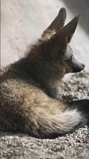 Can You Handle This Cuteness? Why You Need To Know The Truth About Fennec Foxes As Pets! | Cute Pets