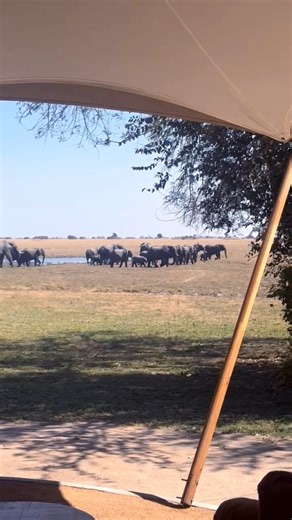 A parade of elephants past Chisa Busanga Camp. This is Kafue in its daily rhythm. #GreenSafaris #ChisaBunsagaCamp #KafueNationalPark #Zambia #EcoTourism | Green Safaris