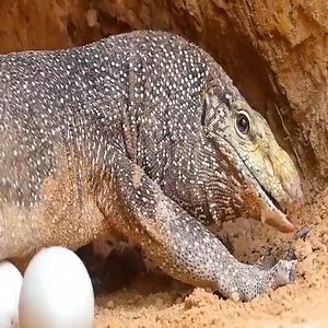 Lions vs Big Python Snake Lucha real ❌🐍🐍 | American Animals