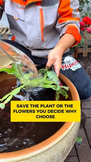 still.green_ on Instagram: "#RootRotFix #PottedPlants #PlantCare Root rot is common — follow this method to fix it and remember"