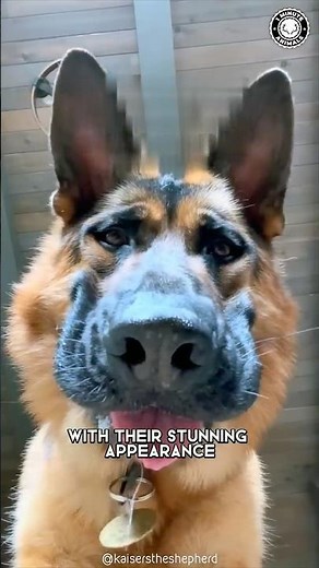 German Shepherd 🐶 What To Expect As A New Owner!