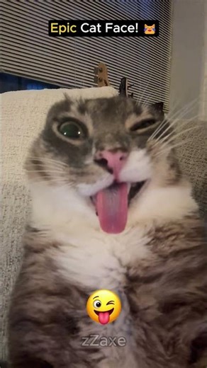 This Cat Just Nailed the Silly Face! 😜🐱