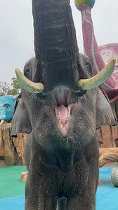 🌞 Elephants bring joy to the zoo with every step they take 🐘 #ElephantMajesty #WildlifeProtection #ZooLife | ZooCrew