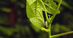 Spittlebug secreting bubble foam making a self defense mechanism to protect it from predators