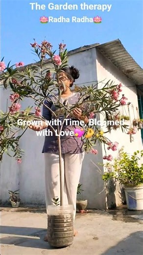 Pink Oleande From Cutting to Blossom🌸🤌 ‪@TheGardentherapy333‬ #cuttingplants #ytshorts #oleander