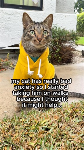 how daily walks help my cat manage his anxiety ❤️ #cat #adventurecat #catlife #catperson #catcare