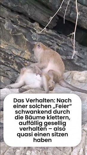 Sind Affen SÄUFER?! Die „Drunken Monkey“ Theorie! 🐒🍹