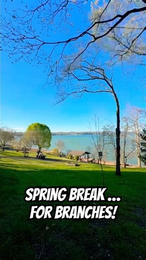 Spring Tree Trimming With A Lake View | Timelapse
