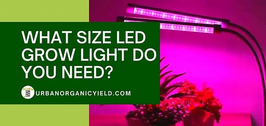 How Many Watts Per Square Foot Needed For LED Grow Lights