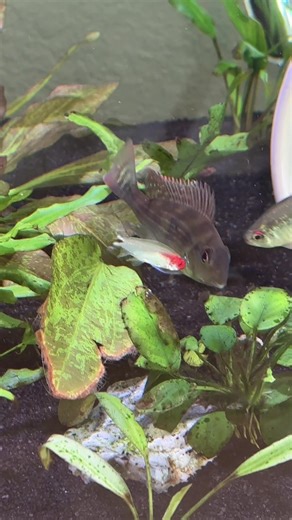Algae Discs: The Perfect Fish Food for Bottom Feeders