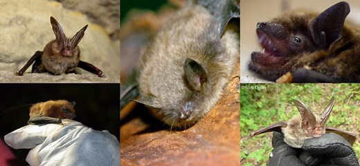 LIST: 5 bat species found in Virginia