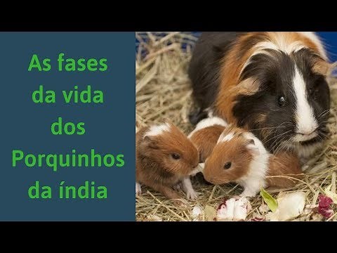 As fases da vida do porquinho da índia.