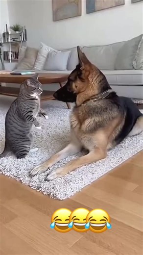 Hilarious Dog Barking Moments