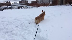 2.1K views · 215 reactions | This walk is going to take longer than expected. | PetGuide.com | Facebook