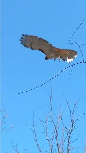 Hawk Diving on Prey