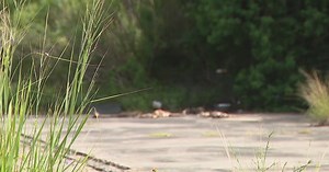 Four dead dogs left staged in Spring, residents question if 'SATANIC RITUAL' going on