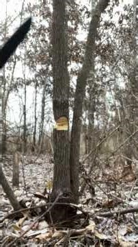 Esee Junglas Chopping #blade #knifereview #chopping #bushcraft #outdoors