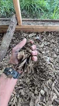 Mulch Beats sand in a chicken run every time!!! #chickencoop #chickens #duck #chickenkeeping