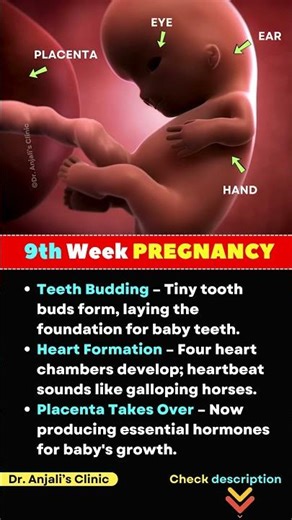 Your Pregnancy at 9 Weeks Baby Development & Body Changes