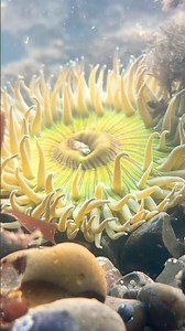 Tide Pooling #anenome