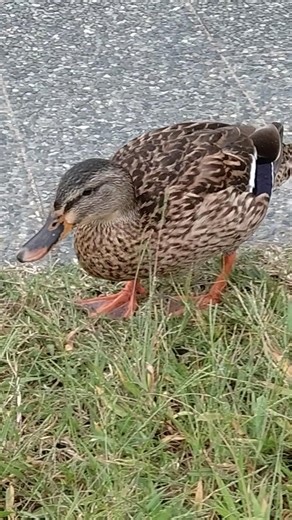 水しぶき京都輪廻転生 京都鴨川 いやしの鴨さん kyotofantasticcinema