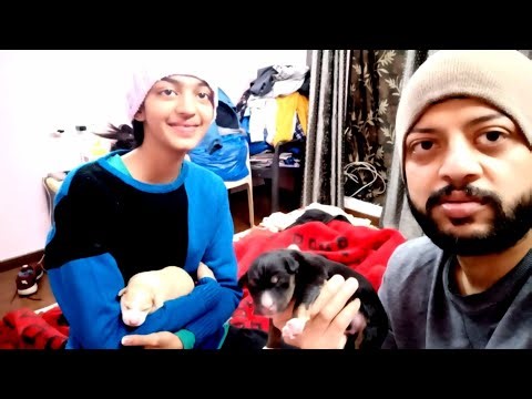 Just Born Puppies! 🐕❤️ Heart Melting Newborn Puppy Footage