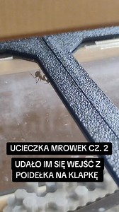 Mrówki ominęły barierę inną drogą. #mrówka #zwierzęta #formikarium #pasja #terrarystyka | AntLab - Polska