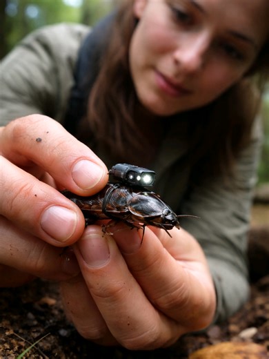Exploring Hidden Cockroach Colonies and Their Ecosystem