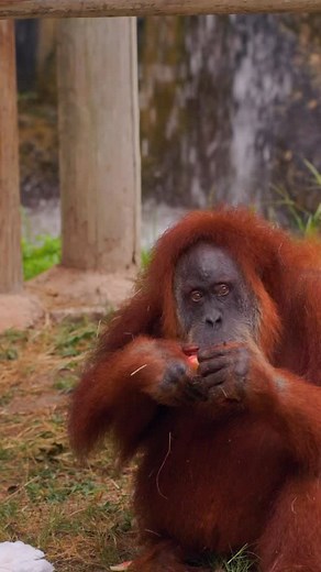 Happy 50th Birthday, Chantek! Chantek, a Sumatran orangutan, came to the Fort Worth Zoo in 1992, and was here the day the World of Primates habitat opened. Flash forward to 33 years later, she still calls the Zoo home and is an amazing ambassador for her species! 🦧 Sumatran orangutans are listed as critically endangered by the IUCN and the population is still rapidly declining in the wild. The Fort Worth Zoo is committed to their care and conservation. Turning 50 is a major milestone for her sp