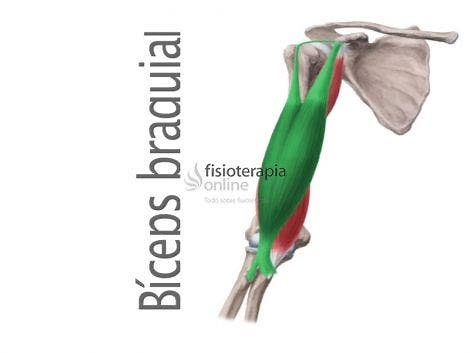 Músculo bíceps braquial