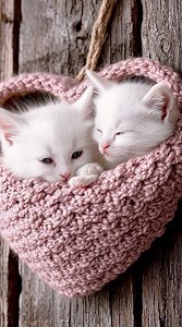 Aww! Newly Born Kittens Making Their First Cute Sounds 🍼✨