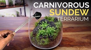 37K views · 586 reactions | How to make a carnivorous plant terrarium #carnivorousplants #terrarium #droseraspatulata #sundewplant #closedterrarium | The Urban Nemophilist | Facebook
