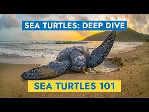 Sea Turtles 101: Learn All About Sea Turtles – Deep Dive