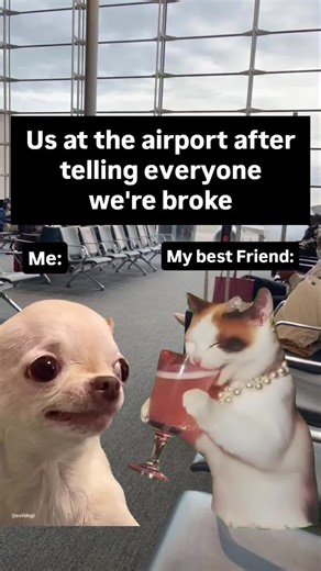 Evil Dog Memes That Will Make You Laugh Out Loud