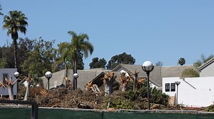 Rancho Penasquitos residents upset after 40-year-old trees chopped down