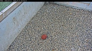 A peregrine falcon pair named Brinn and Beasley have laid the first egg of the season among We Energies and Wisconsin Public Service's five nesting box locations in Wisconsin. | Milwaukee Journal Sentinel