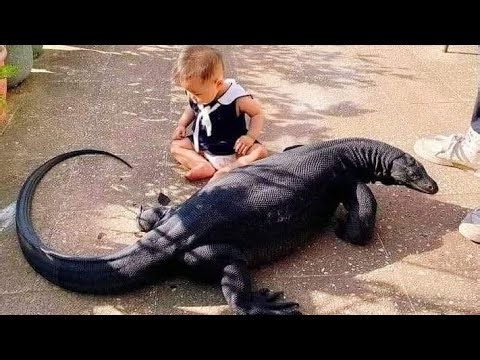 Why Do People Keep Reptiles as Pets? | Fascinating Facts&Risks Explained | Why Reptiles Unique Pets?
