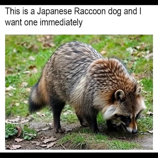 #japan #racoon #dog #pet #funny