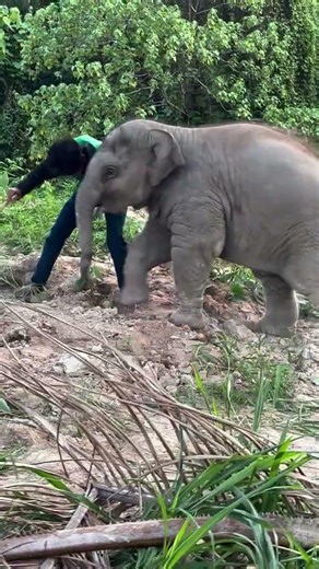 lu lu is strong now #elephant #animals