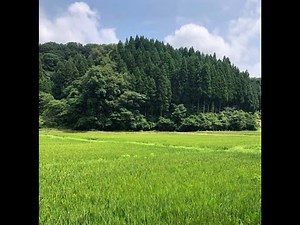 Relaxing Countryside Scenery with Soothing Music & Nature Sounds for Stress Relief