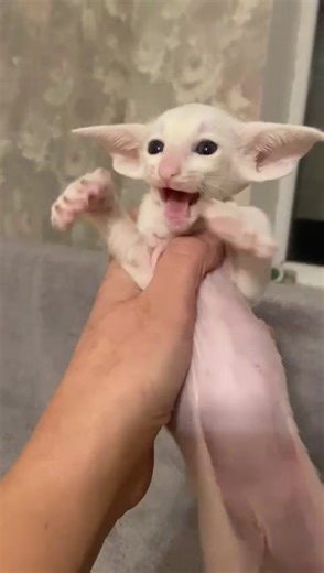 Oriental Shorthair 🤍