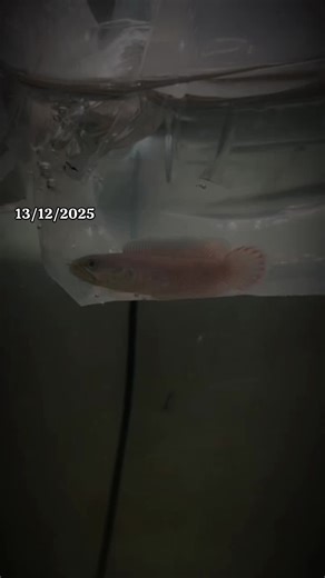 Understanding Channa Species in Indonesia