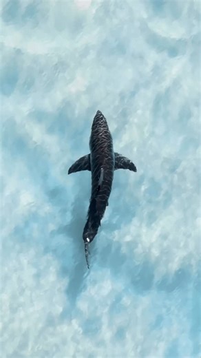 𝕋𝕣𝕖𝕟𝕥 𝕞𝕚𝕔𝕒𝕝𝕝𝕖𝕗 | Day 10 - It never gets old seeing apex predators move with so much grace and confidence 🦈🩵 | Instagram